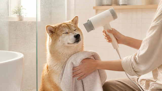 Washing short, long, and double coats: drying is the key step