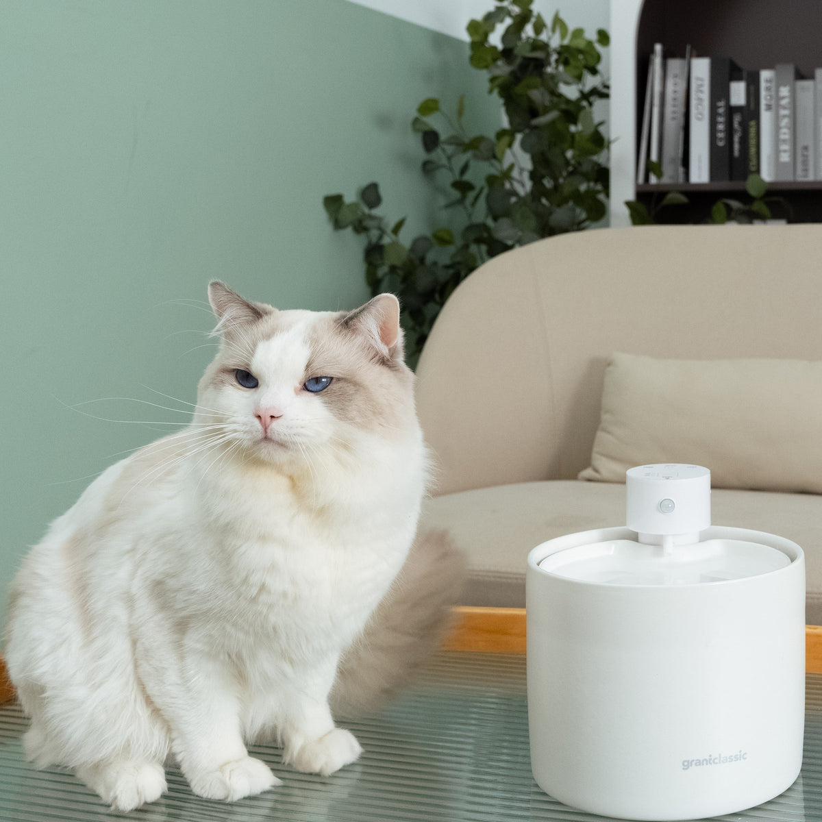 A white Ragdoll cat sitting beside a white grantclassic pet water fountain in a living room