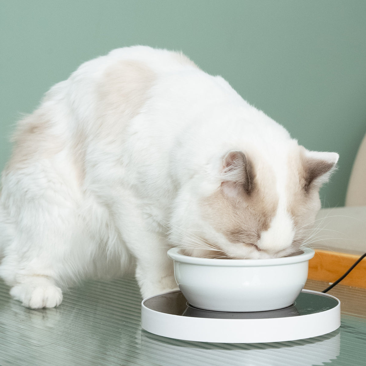 White ragdoll cat drinking from a white pet bowl