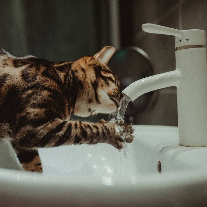 Tabby cat drinking from a running faucet at a bathroom sink