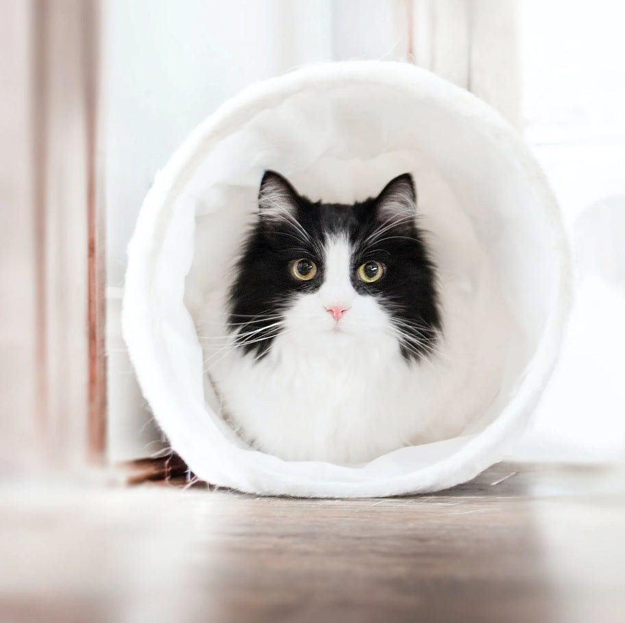 Pet feeder safety: keeping your pet food clean and safe - grantclassic