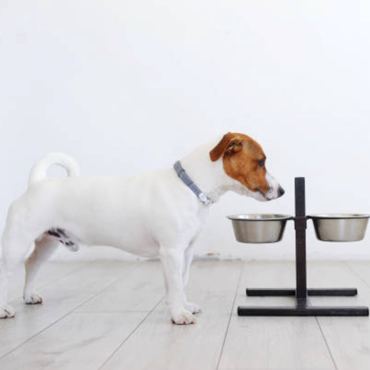 How to clean and maintain a pet feeder