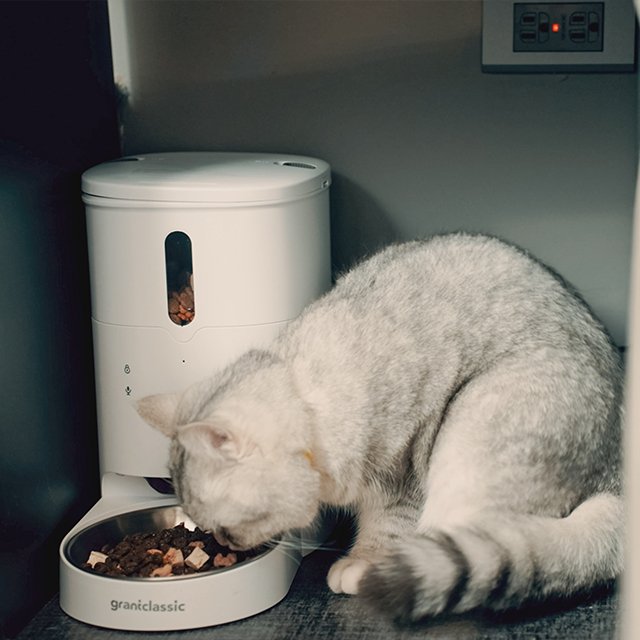 Choosing a pet feeder that helps prevent overeating