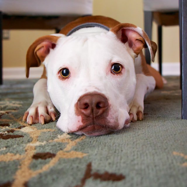 Feeders for special needs pets: understanding senior and allergic pets - grantclassic