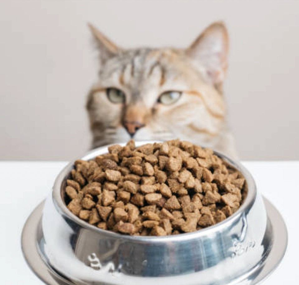 How to choose the right pet feeder for your pet