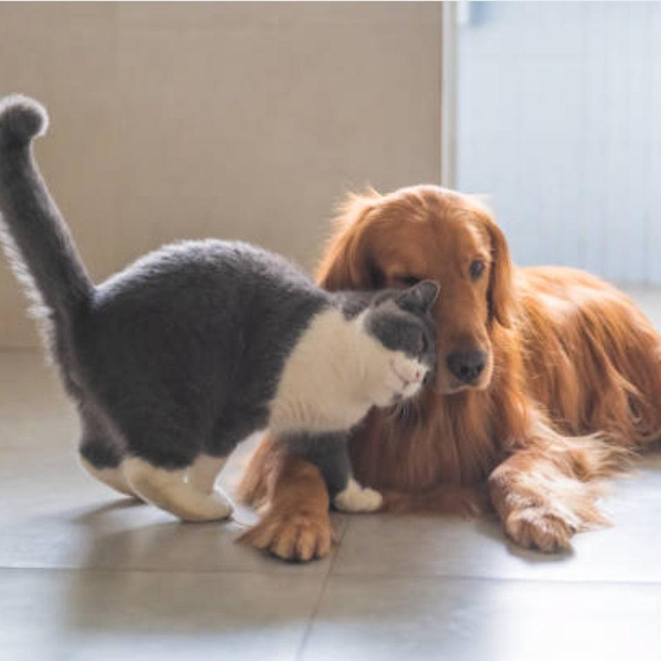How to choose an affordable pet feeder - grantclassic