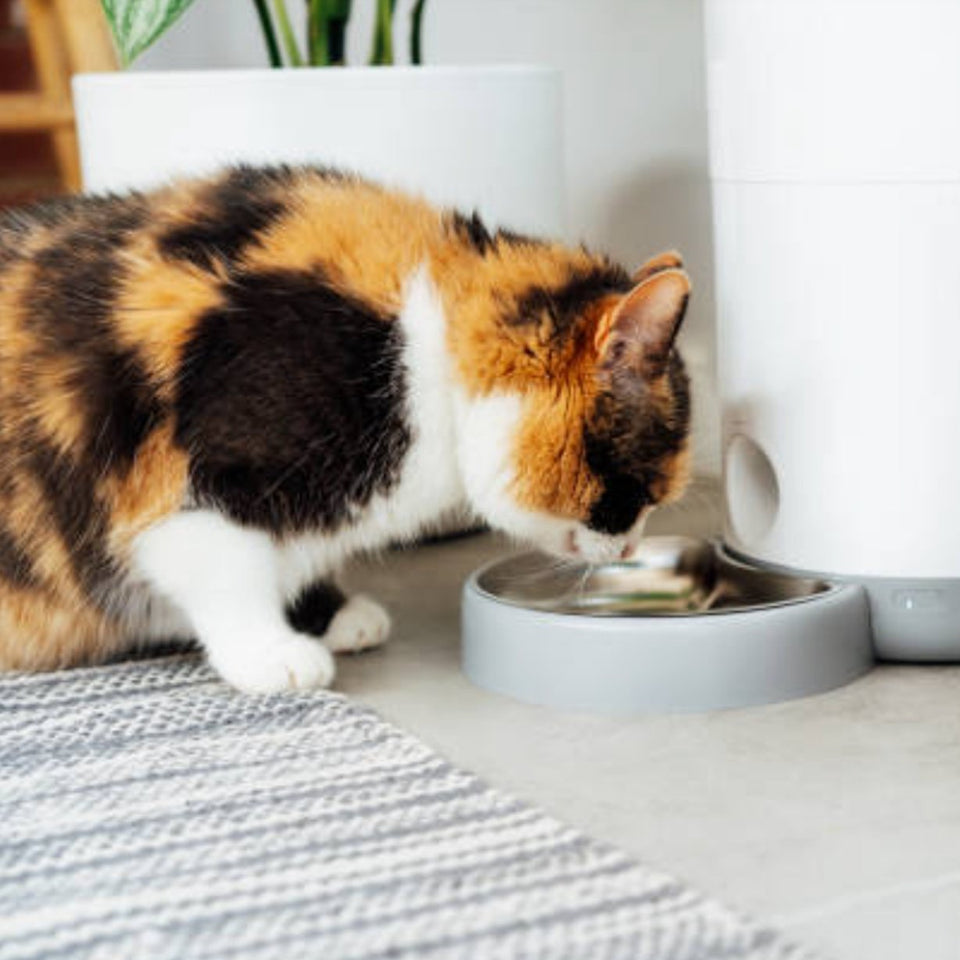 Automatic vs. manual pet feeders: making an informed choice for your pet - grantclassic