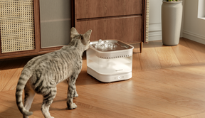 AquaLux Mag magnetic cordless pet water fountain, tabby cat stepping up to drink | grantclassic