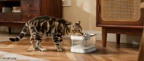 AquaLux Mag magnetic cordless pet water fountain, Bengal cat drinking | grantclassic